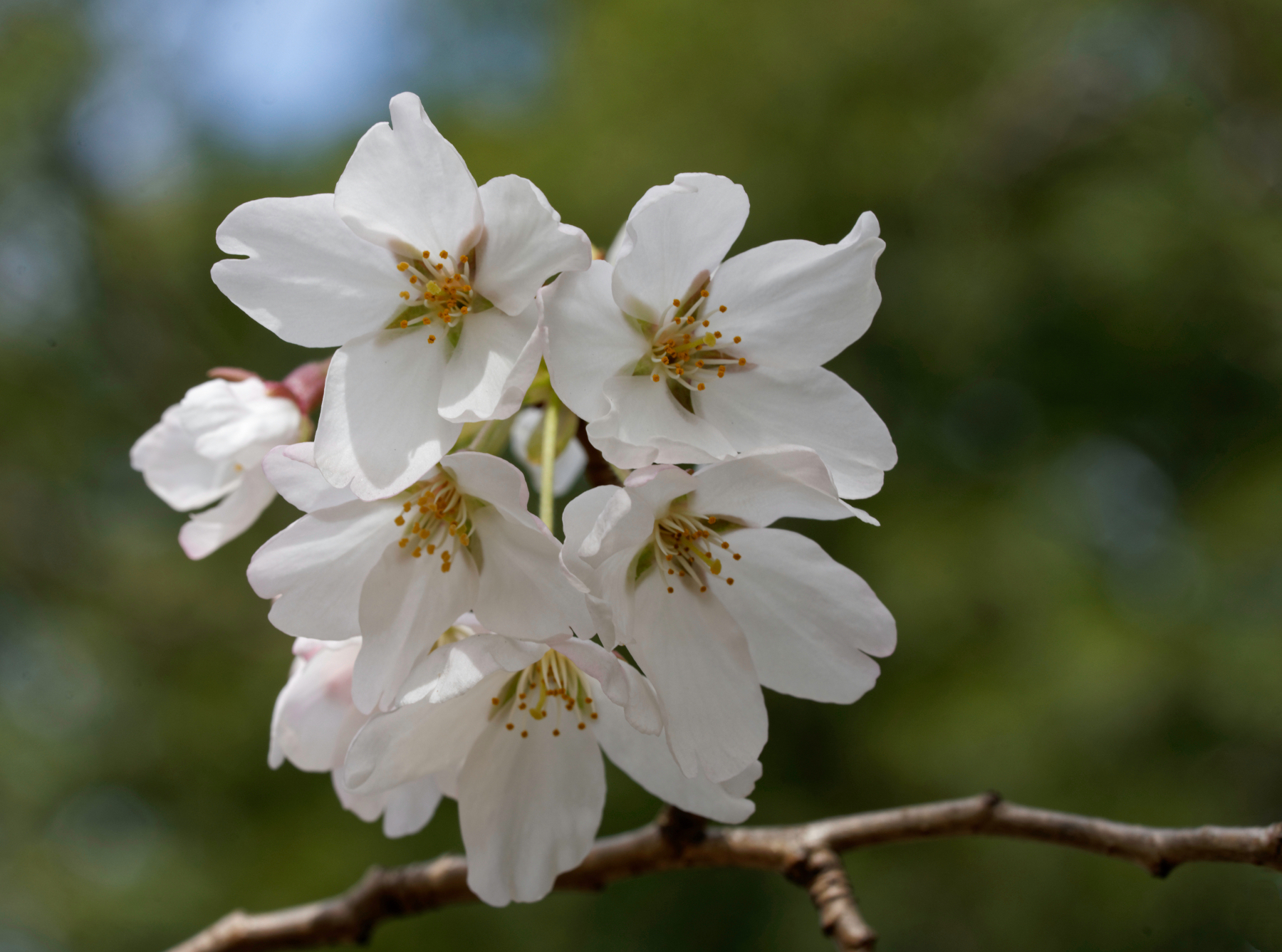 Cherry Blossom Delight 1.jpeg