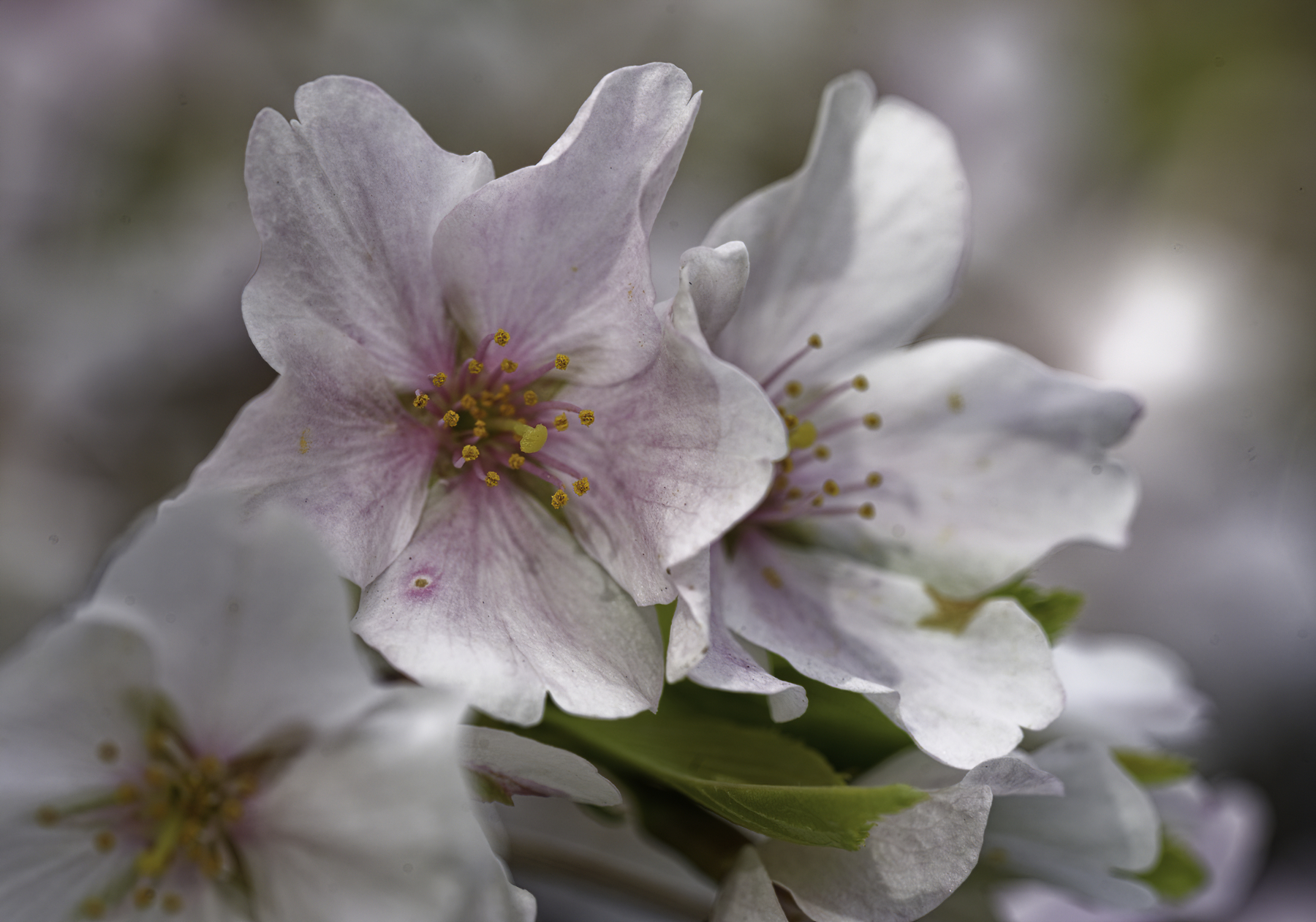 Cherry Blossom Delight.jpg