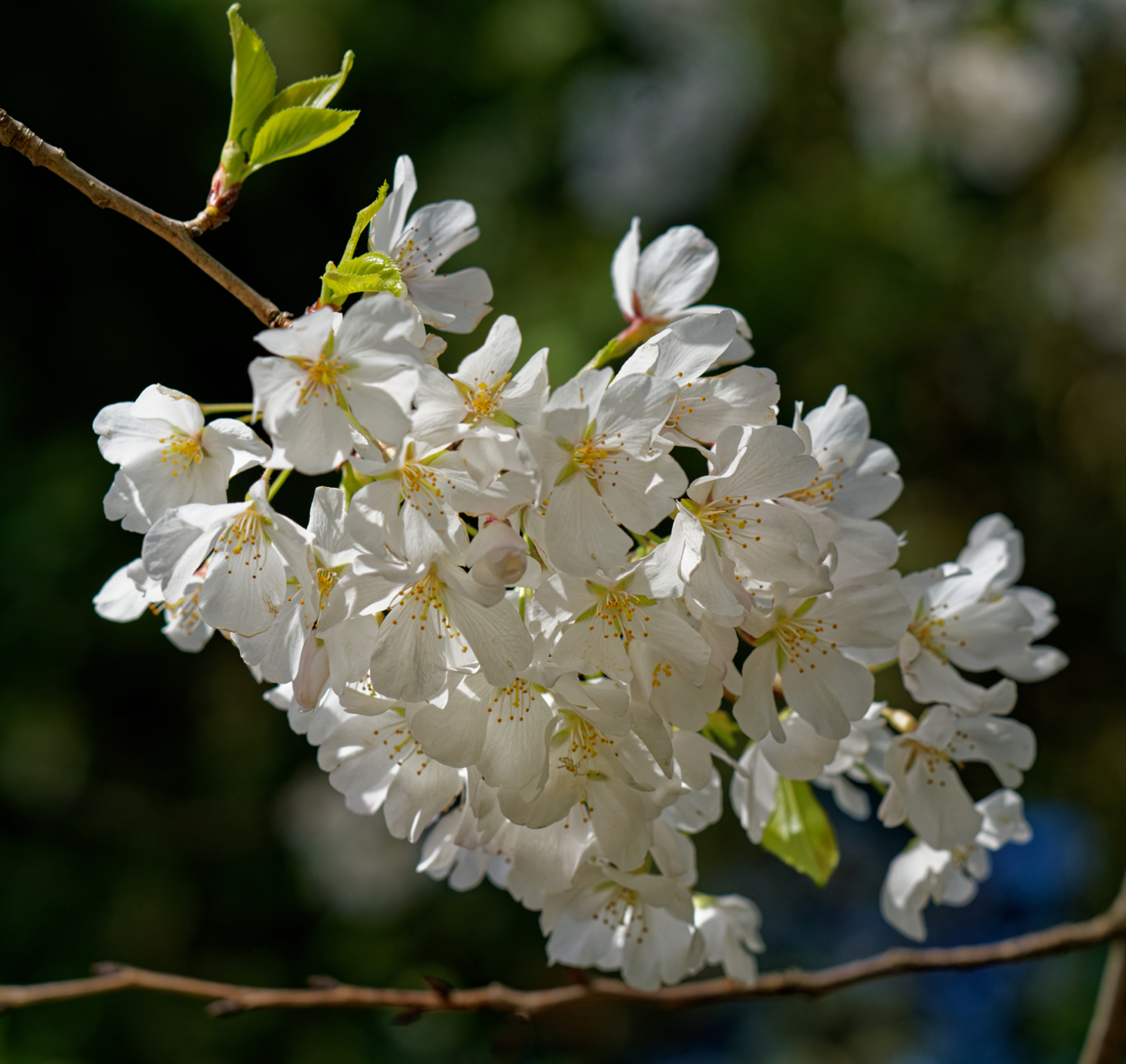 Cherry Blossoms 3.1.jpeg