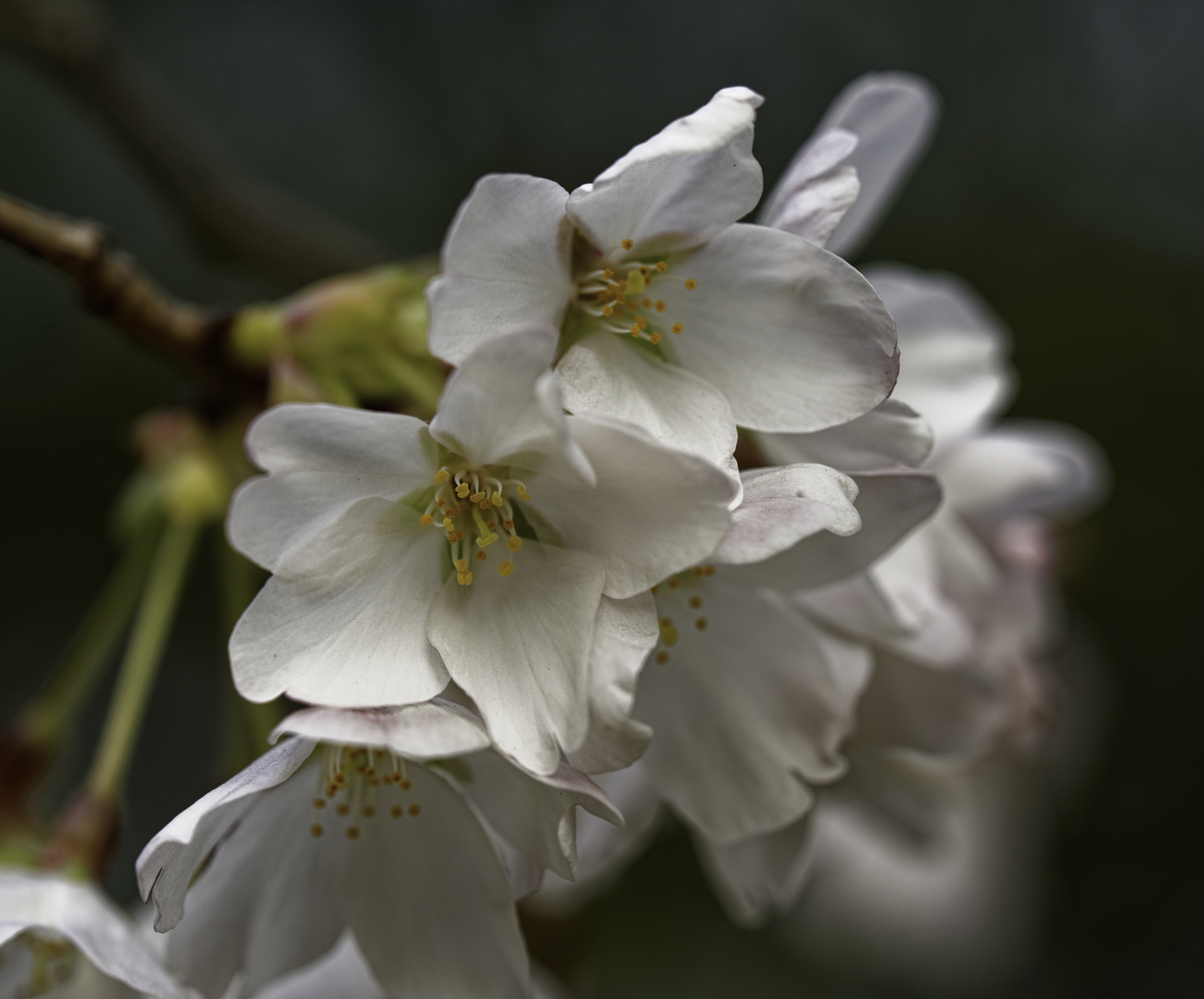 Cherry Blossoms 3.jpg