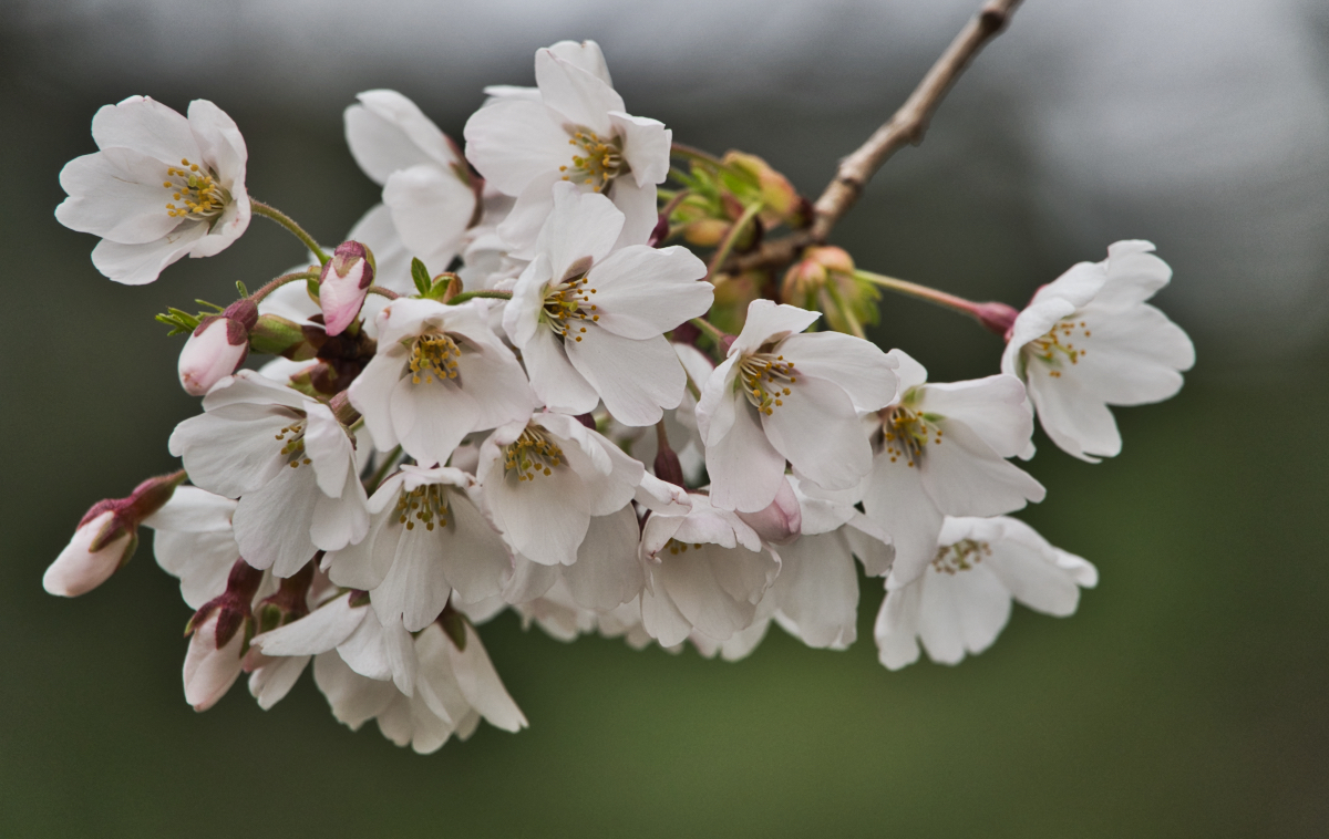 Cherry Blossoms Are Here.jpeg