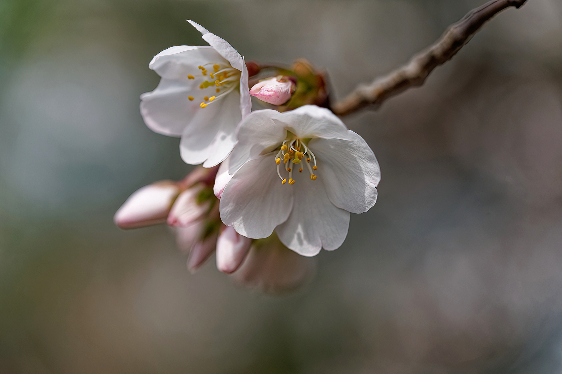 Cherry Blossoms Blooming.jpeg