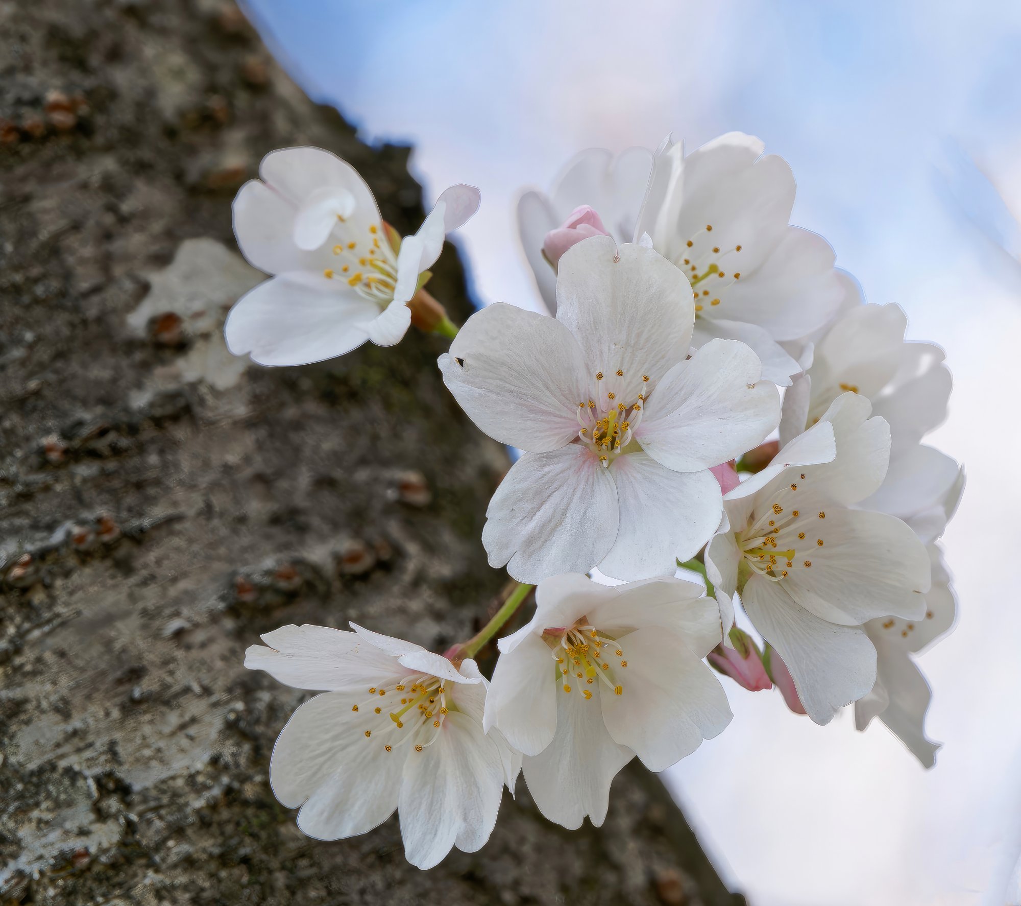 Cherry Blossoms Clinging to Their Mother Tree.jpeg