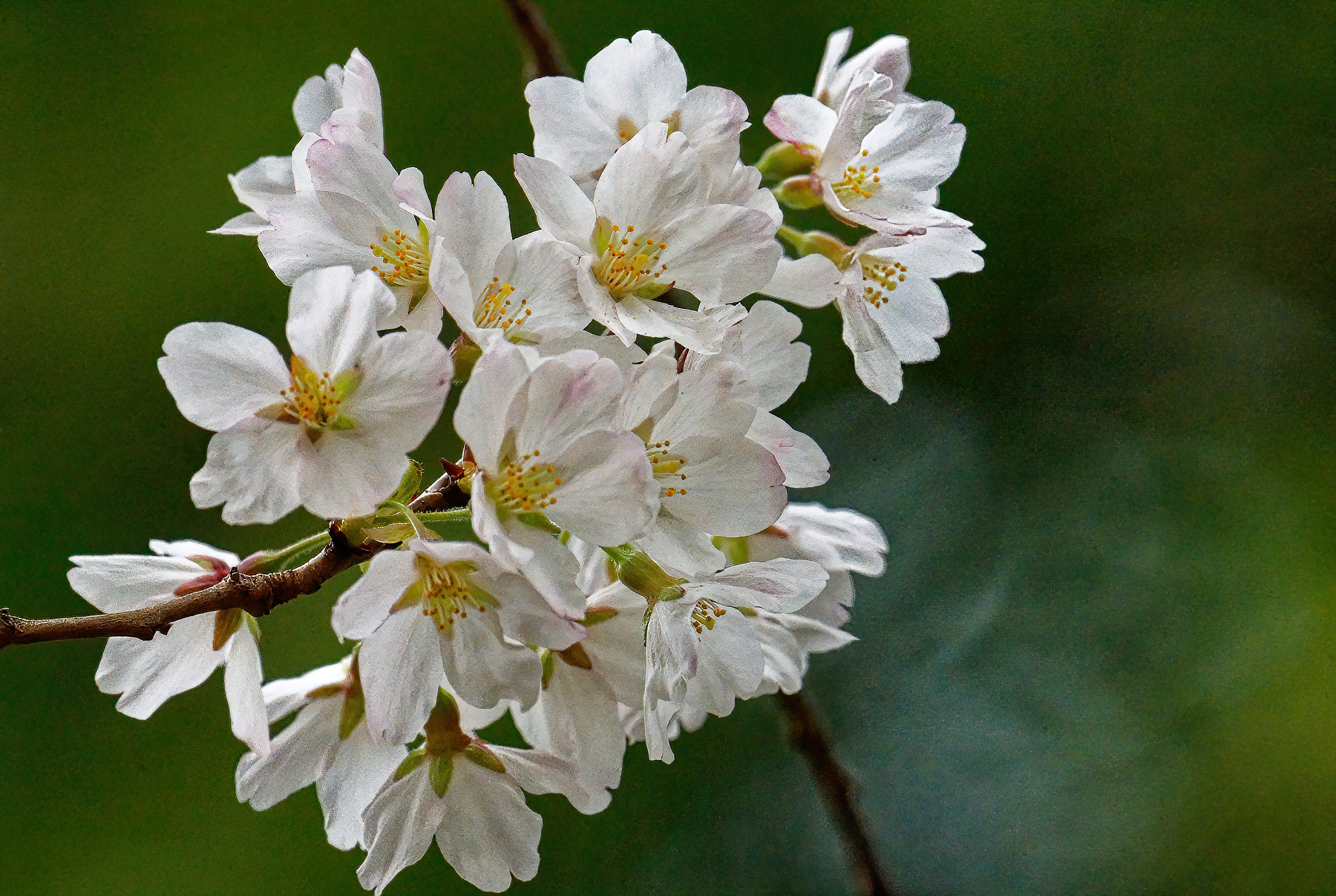 Cherry Blossoms Have Arrived.jpeg