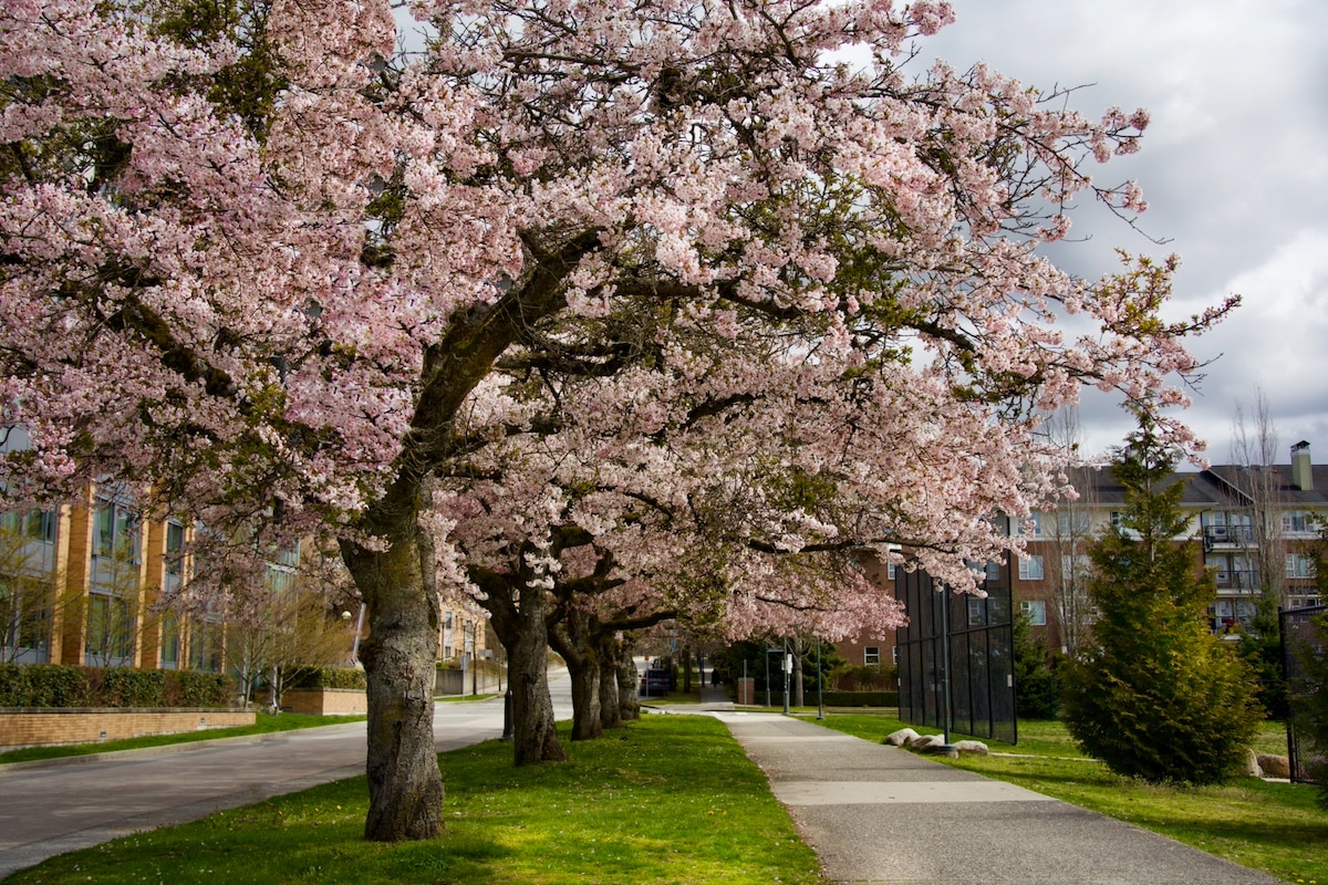 Cherry trees row7380.jpeg