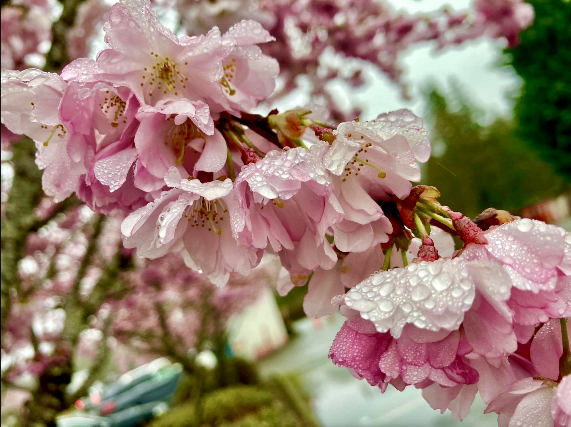 cherryblossoms.jpg