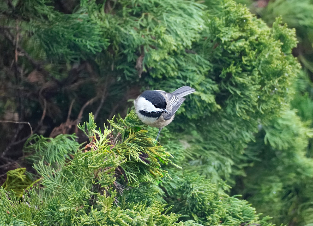 Chickadee.jpeg