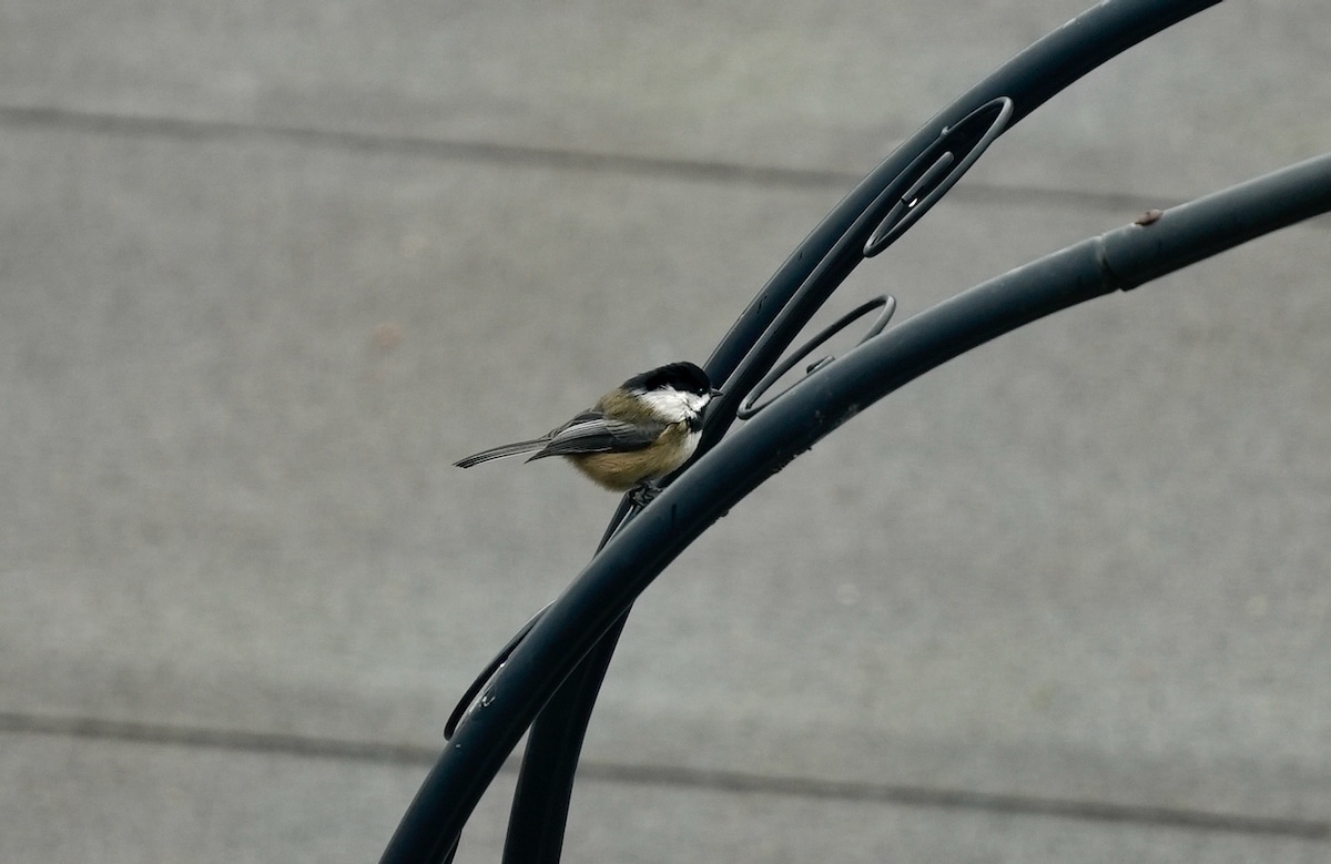 Chickadee.jpeg