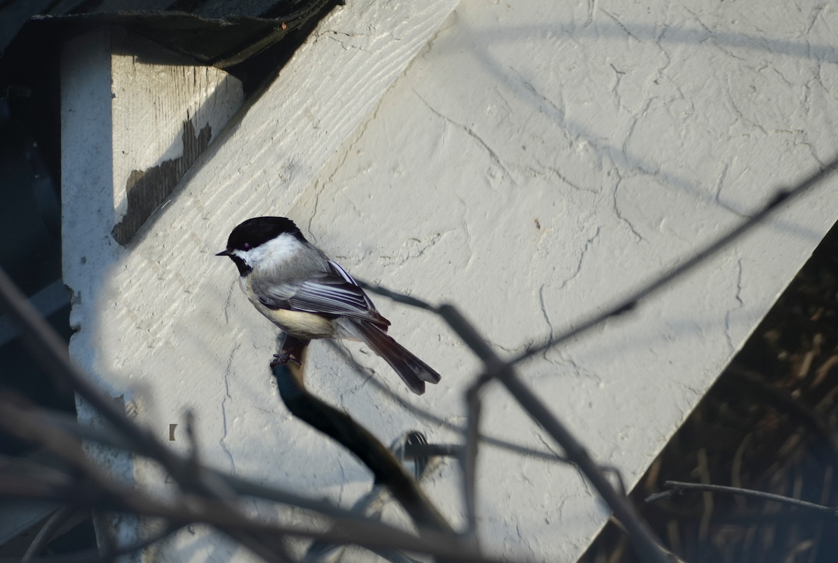 Chickadee.jpeg