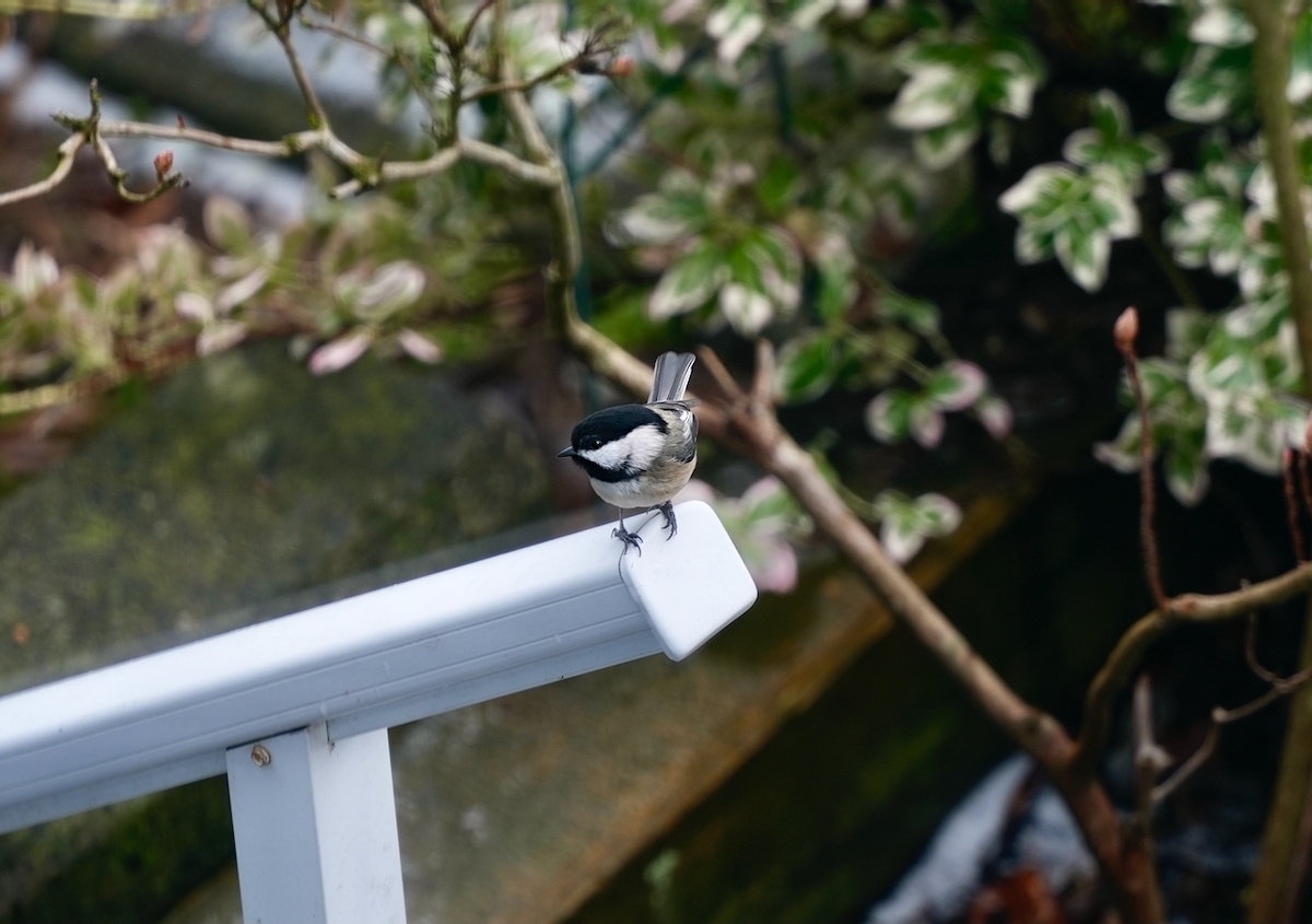 Chickadee stairs.jpeg