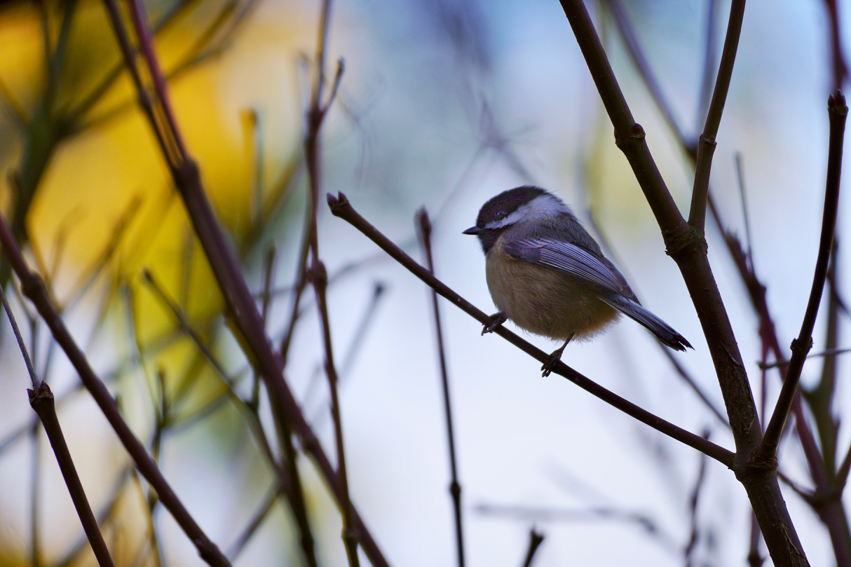 Chickadee2.jpg