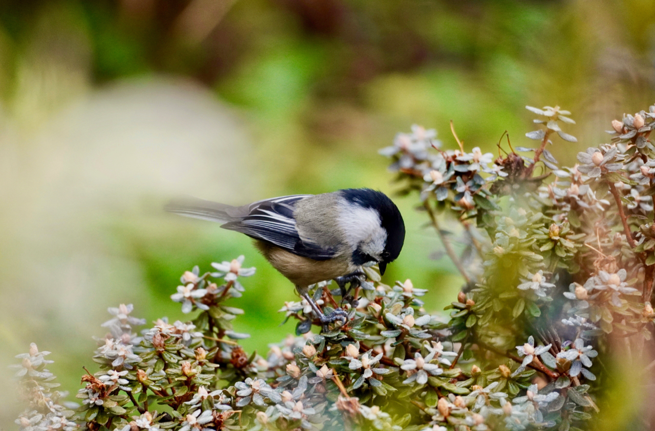 Chickadee3.jpg