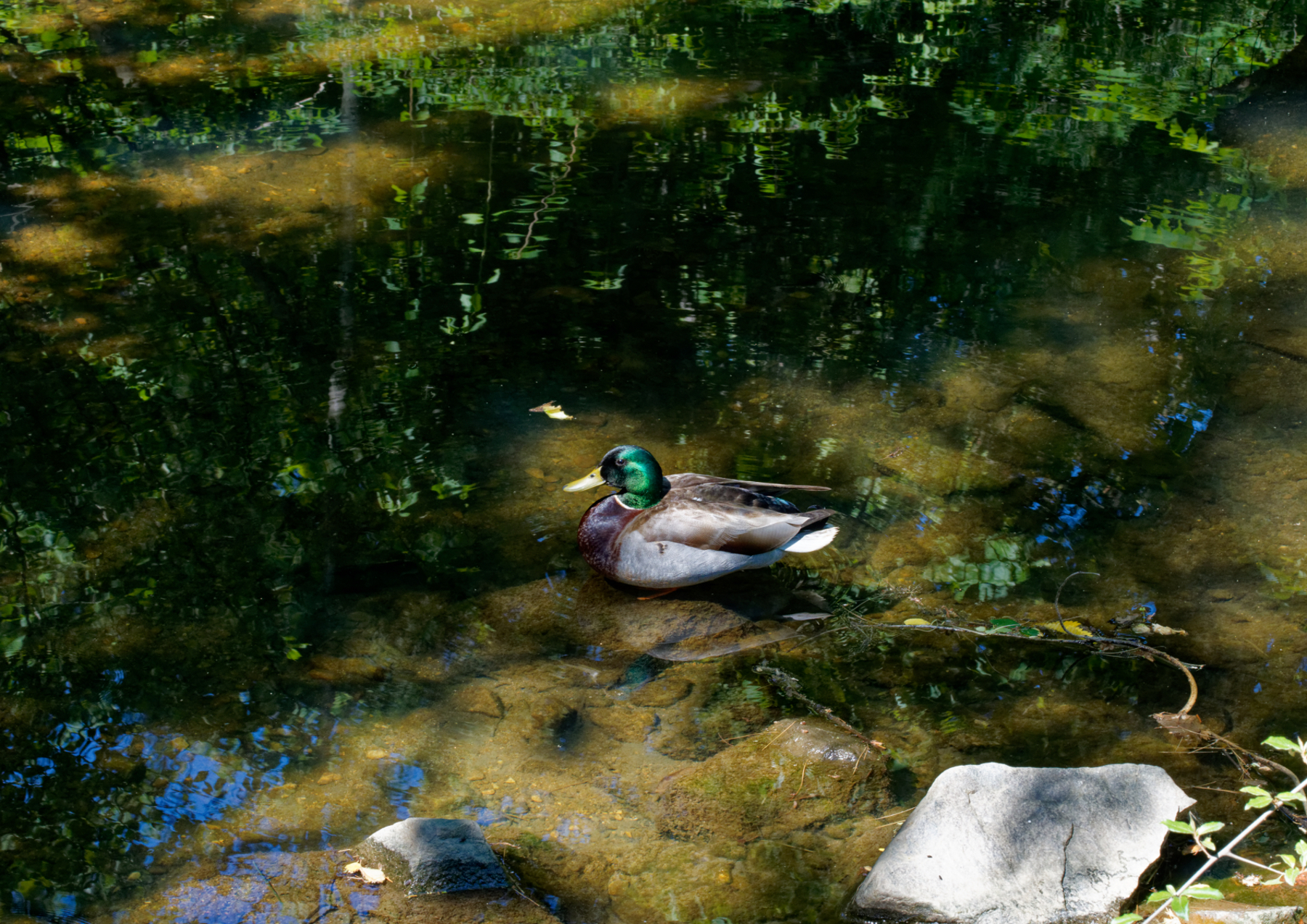 Chillin' in the Creek.jpeg