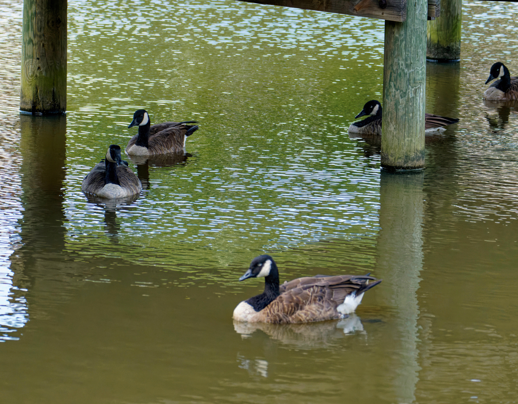 Chilling Out Under the Pier.jpeg