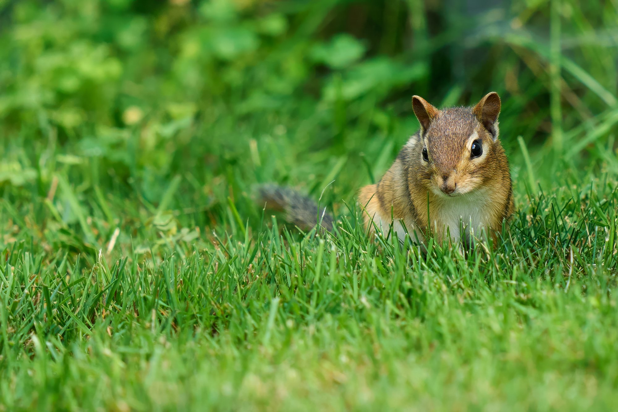 chipmunk-0169-24-06-24.jpg