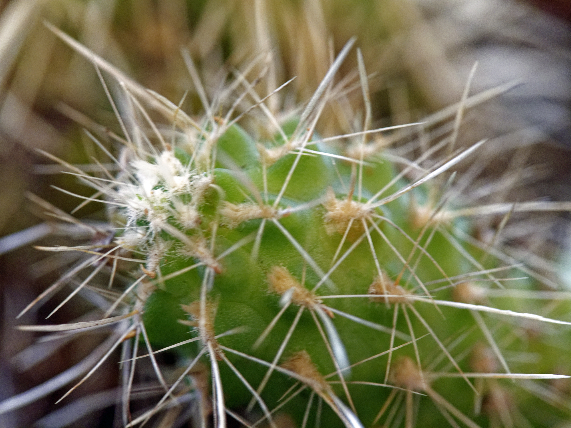 cholla2k.jpg