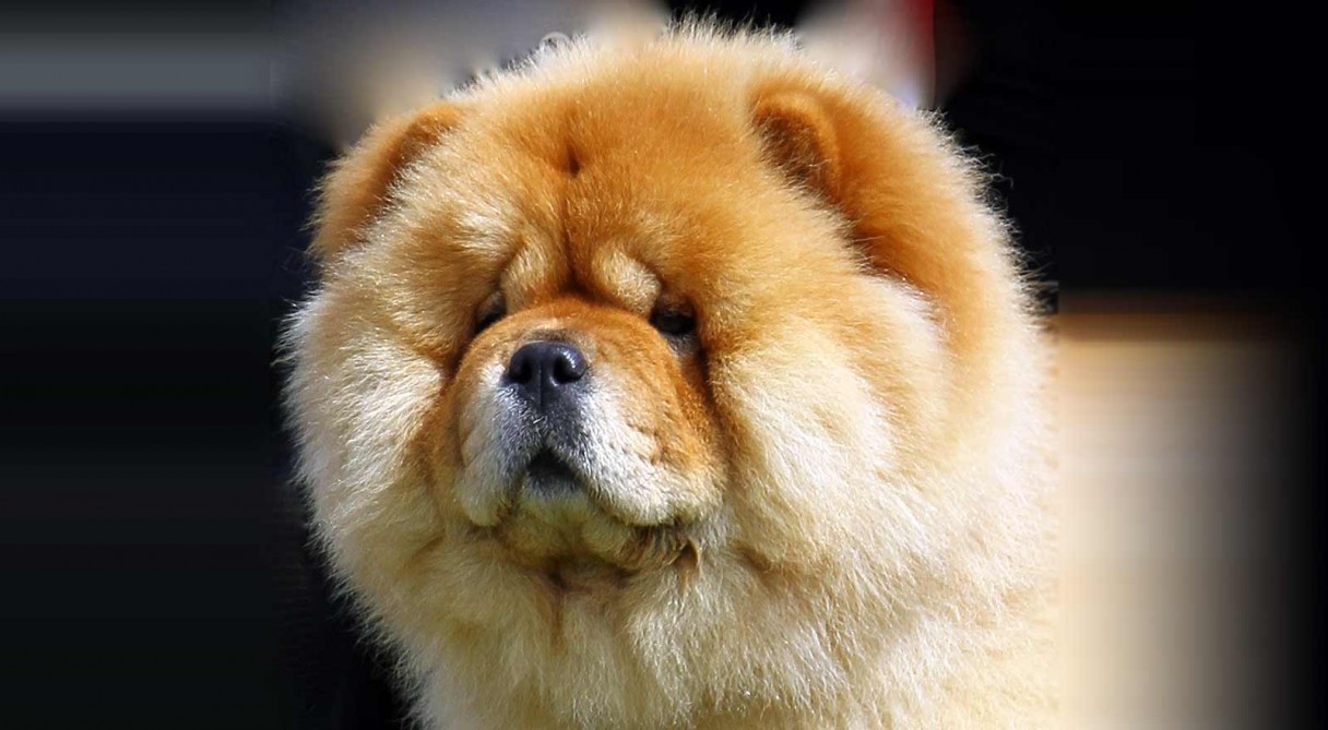 ChowChow_hero.jpg