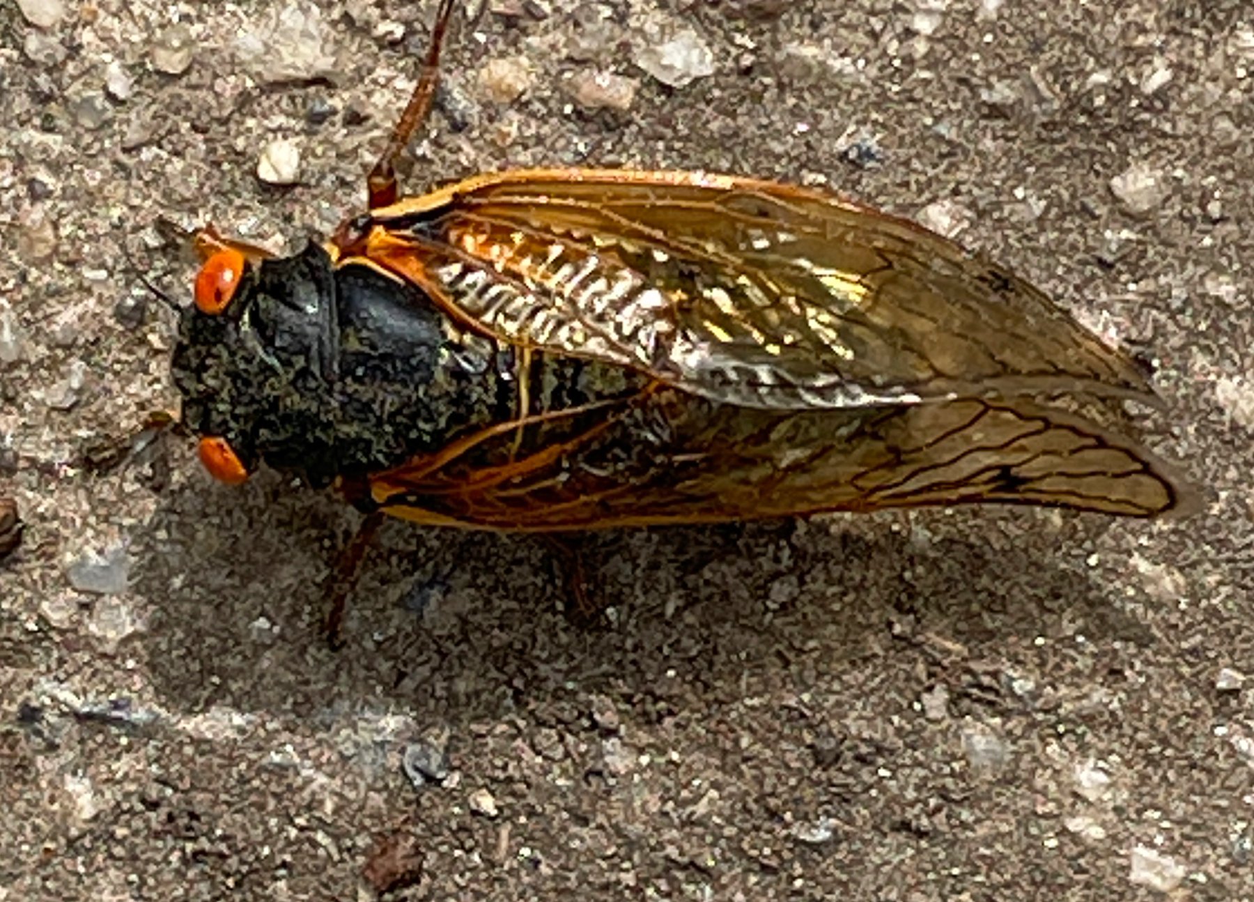 Cicada.jpeg