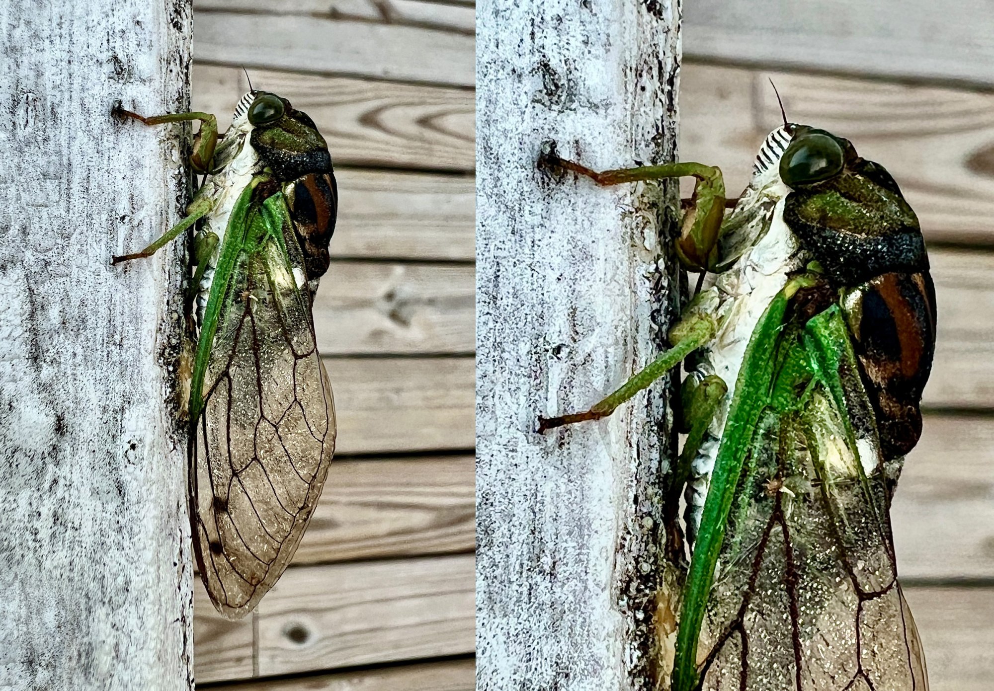 Cicada.jpg