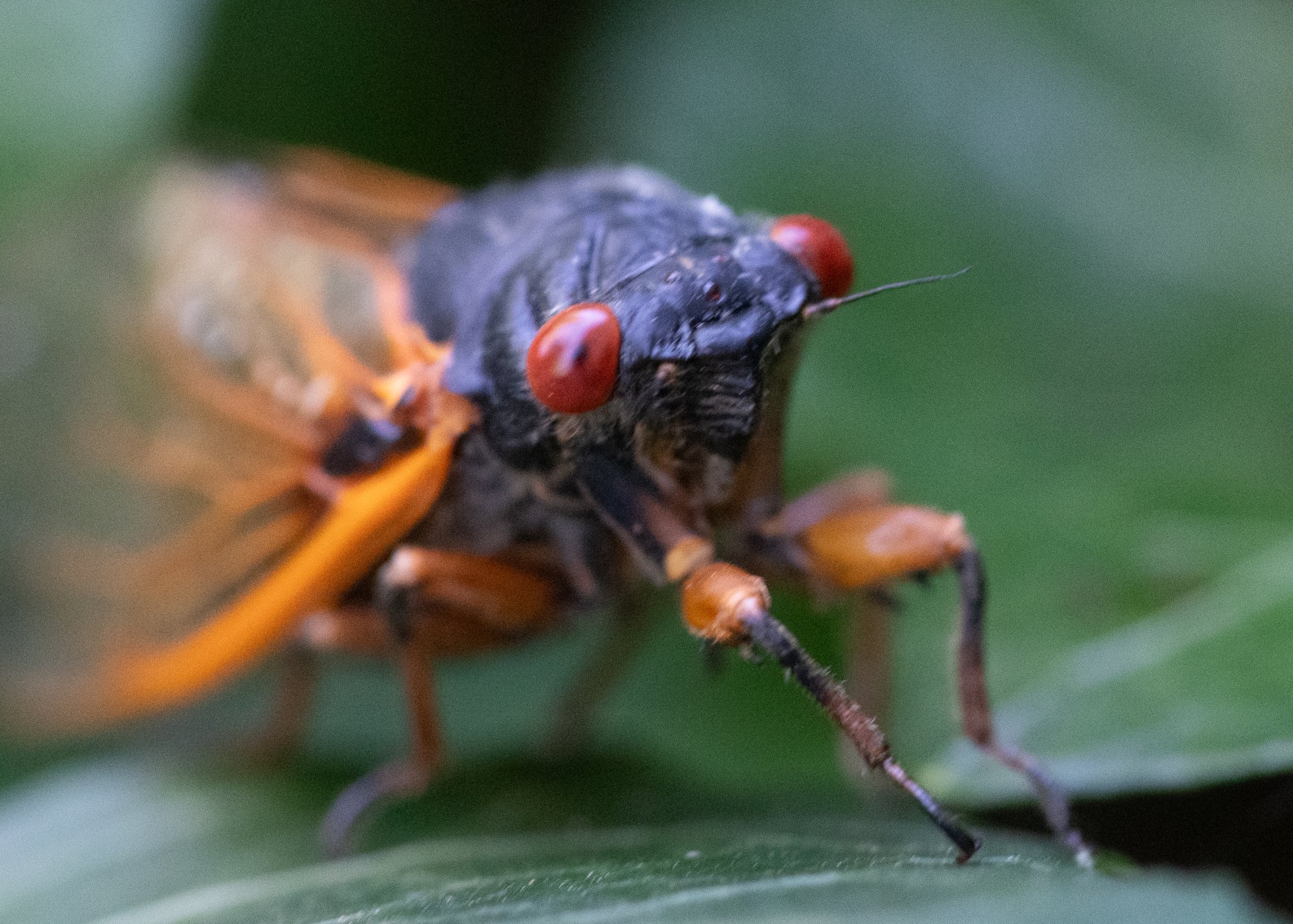 cicada-lowres.jpg