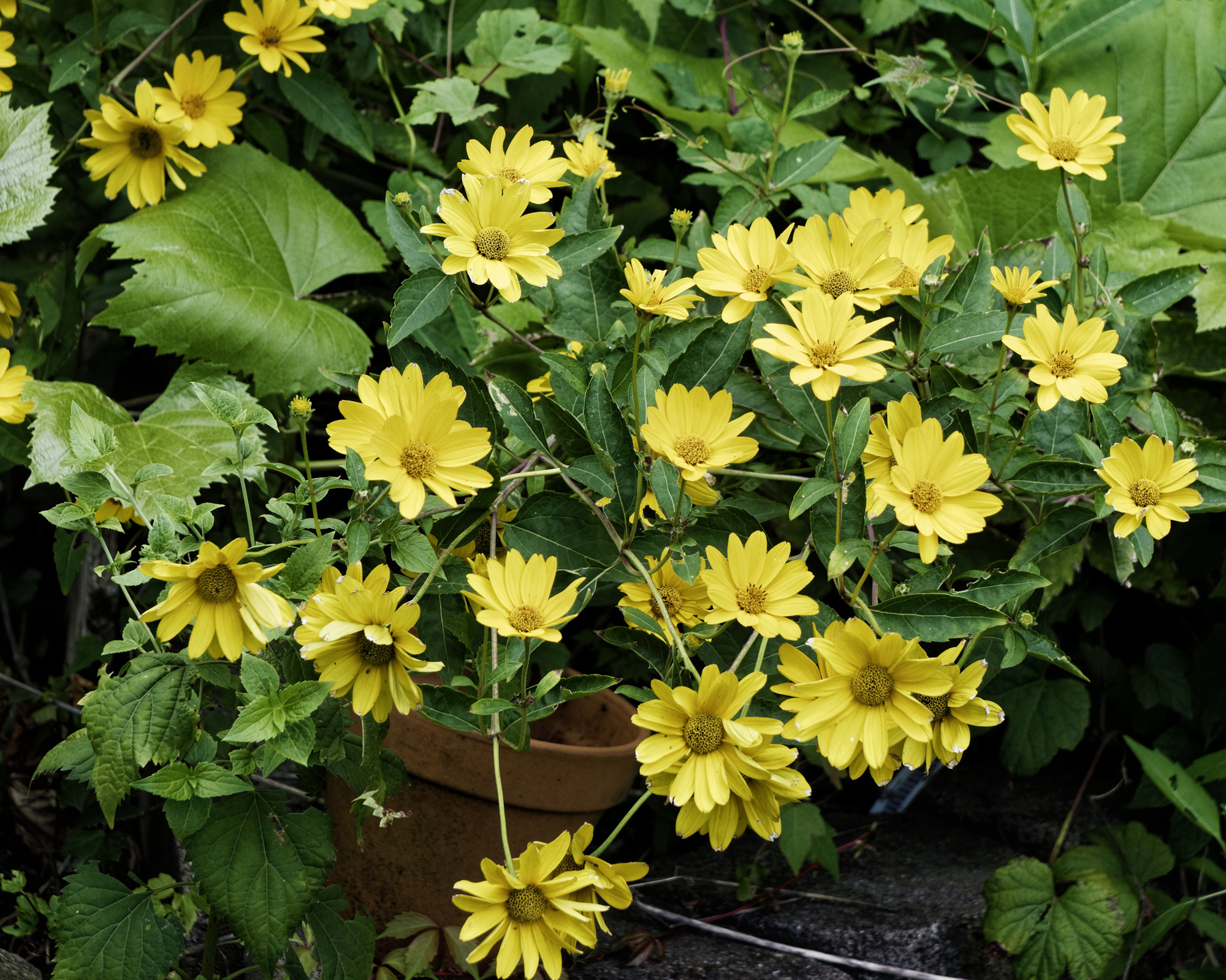 cisforcoreopsis2k.jpg