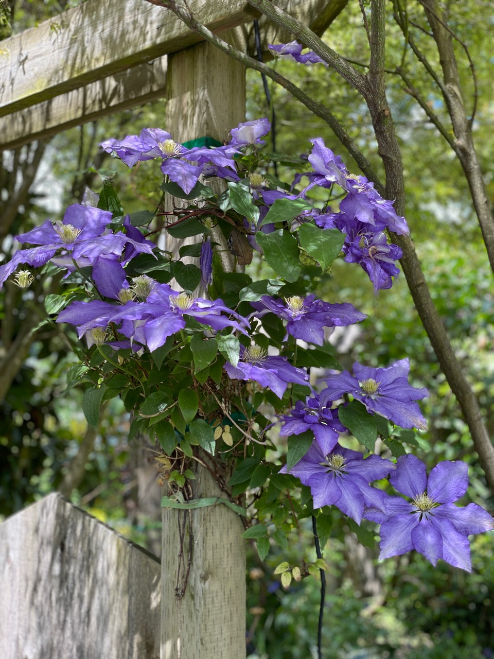 Clematis.jpg