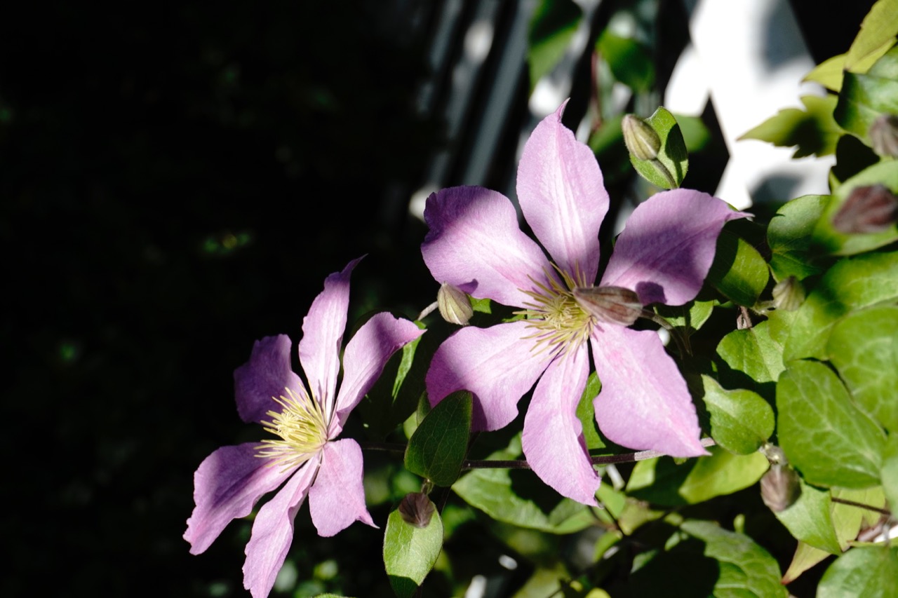 Clematis.jpg