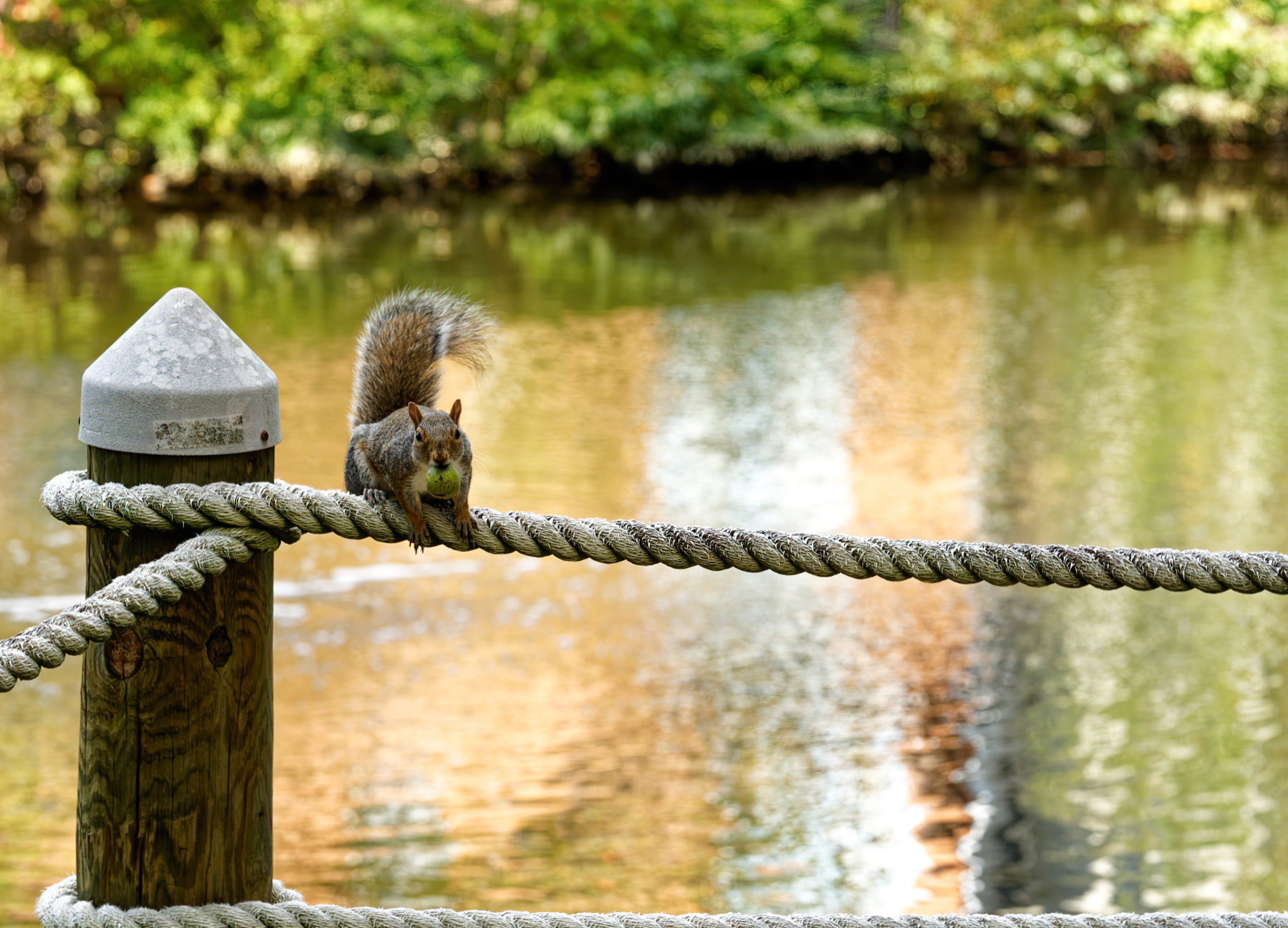 Close Encounter of the Squirrely Kind.jpeg