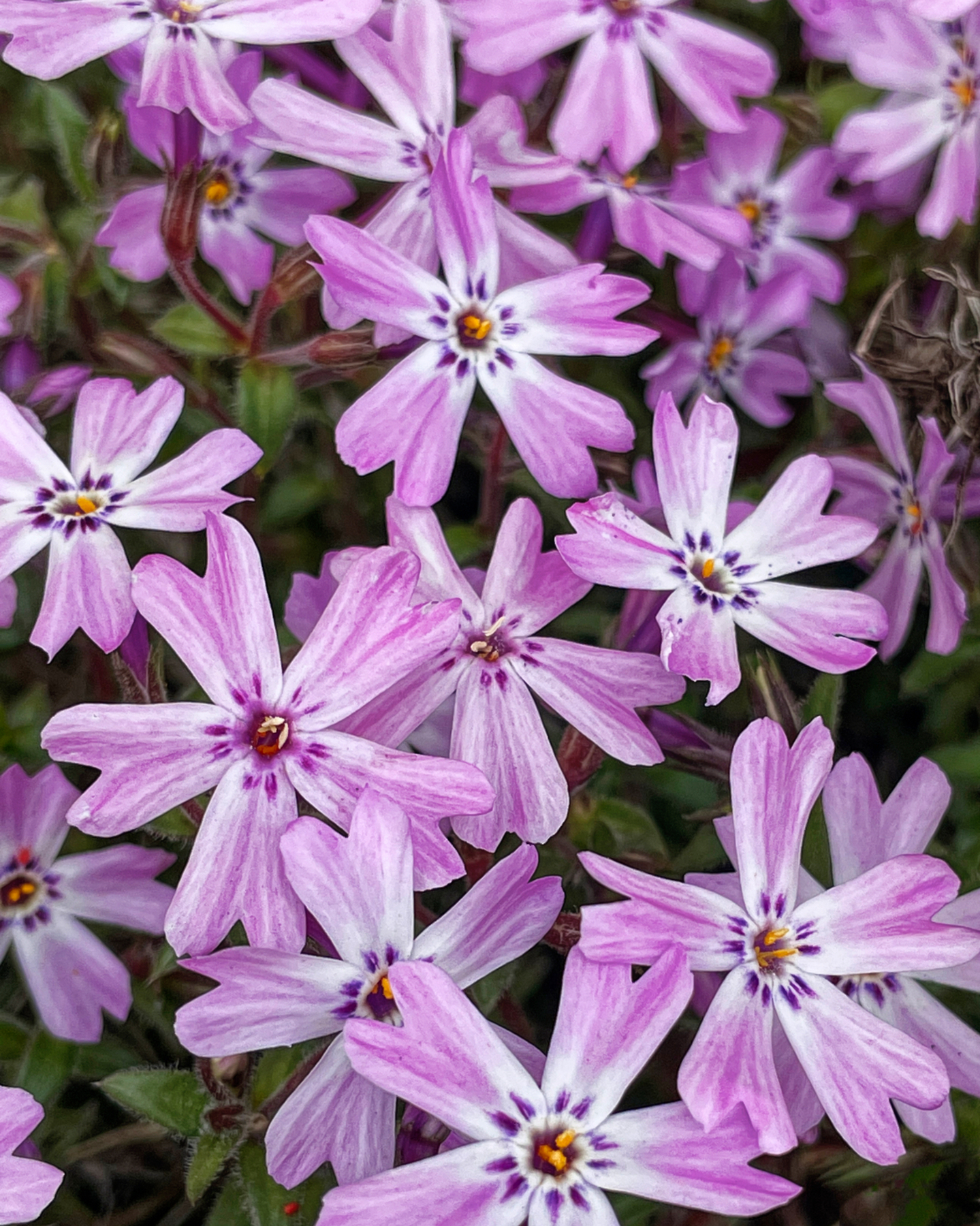 Cluster of Pink Flowers.jpeg