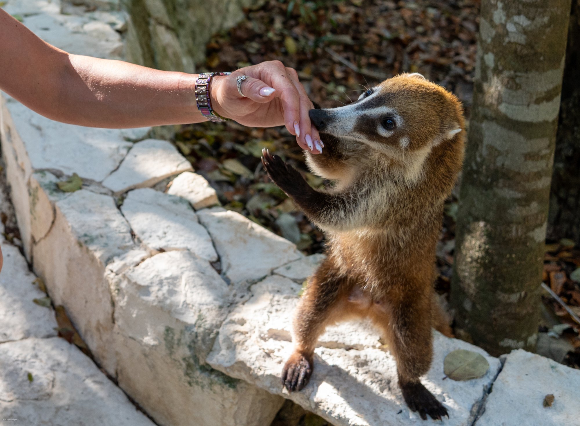 Coati.jpg