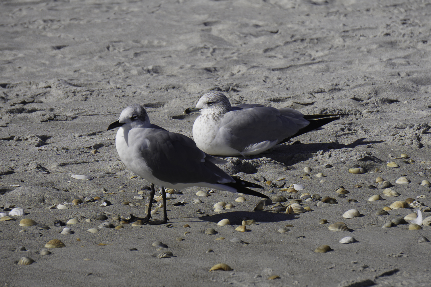 Cocoa Beach 1500px-11.JPG