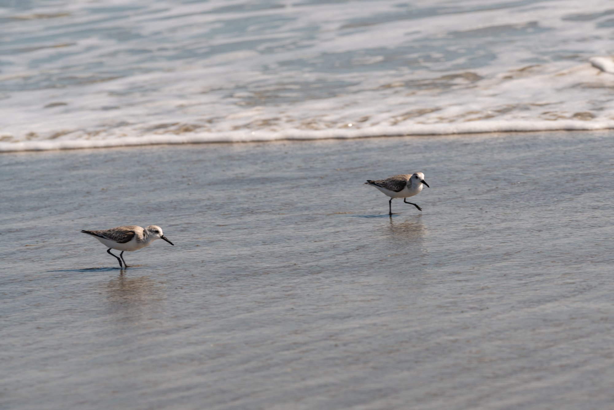 Cocoa Beach Feb 2022 - 2500px-5.jpg