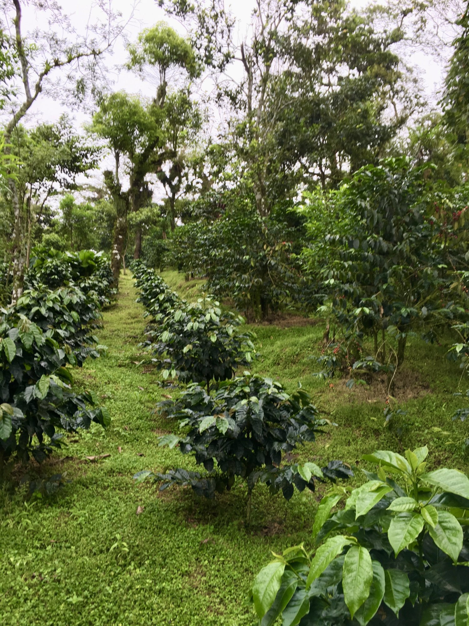 coffee farm.jpg