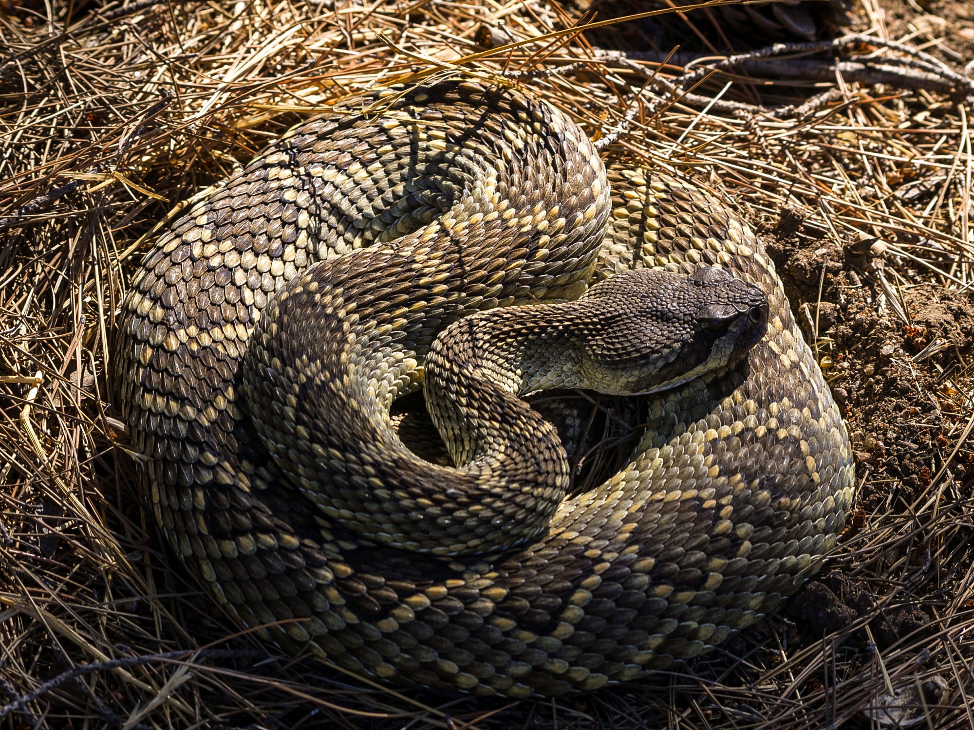 coiled rattlesnake 1772 10.02.22 x.jpg