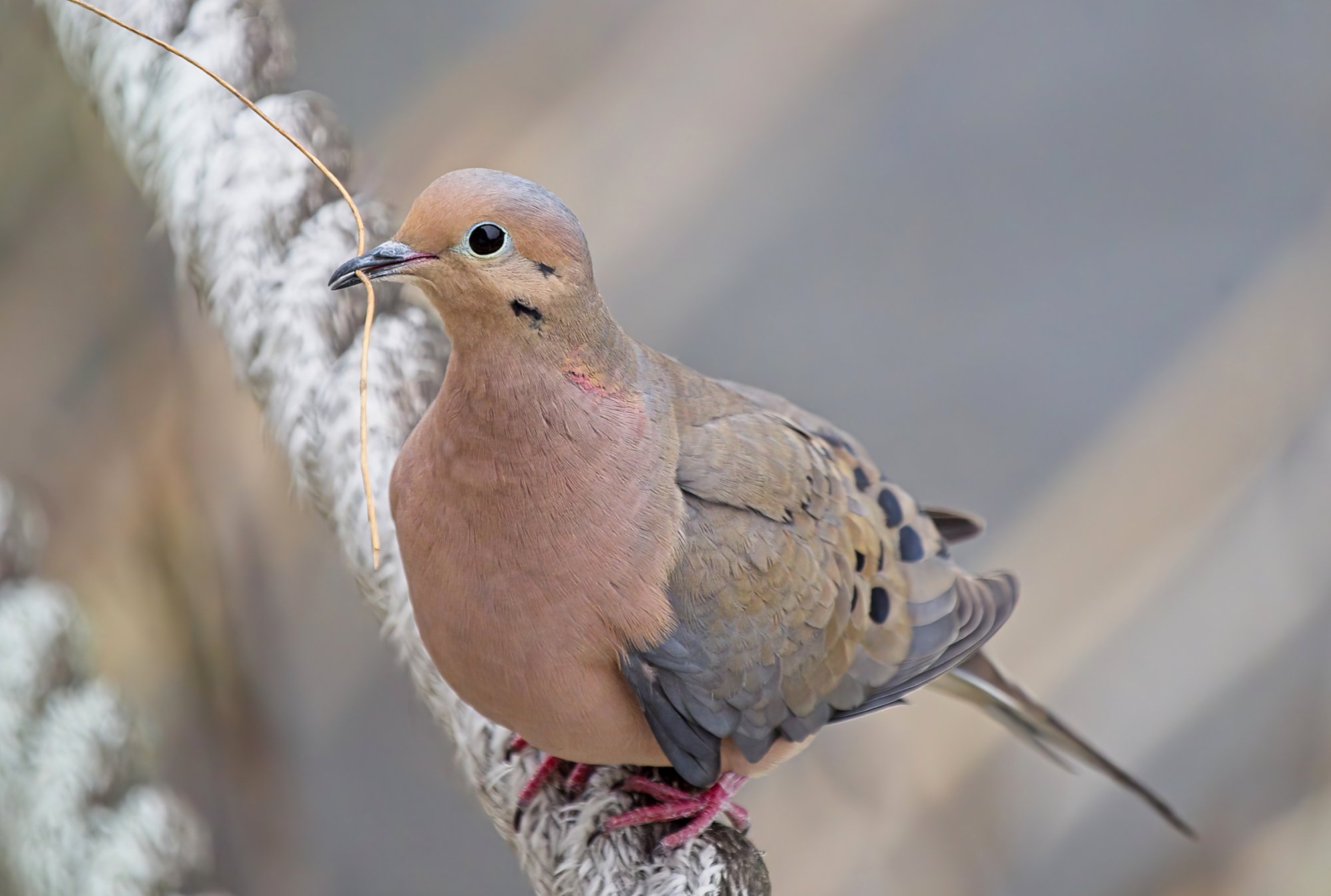 Collecting Material for the Nest.jpeg