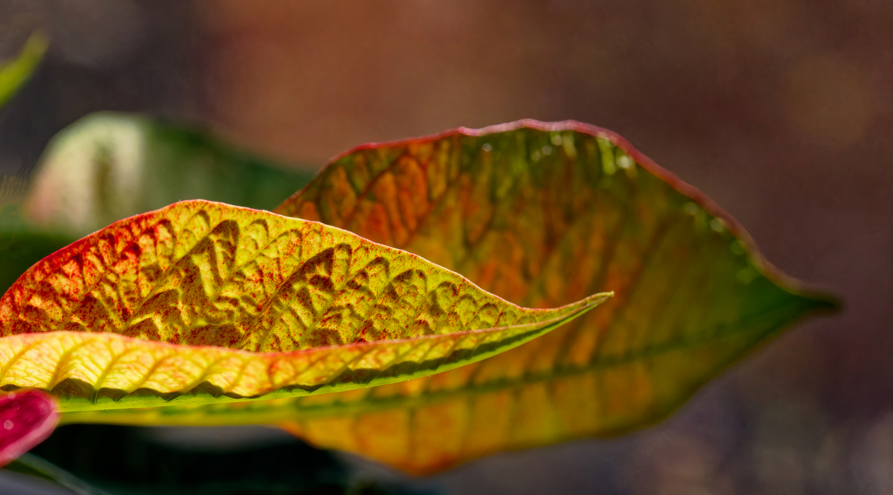 Colorful Leaves.jpeg