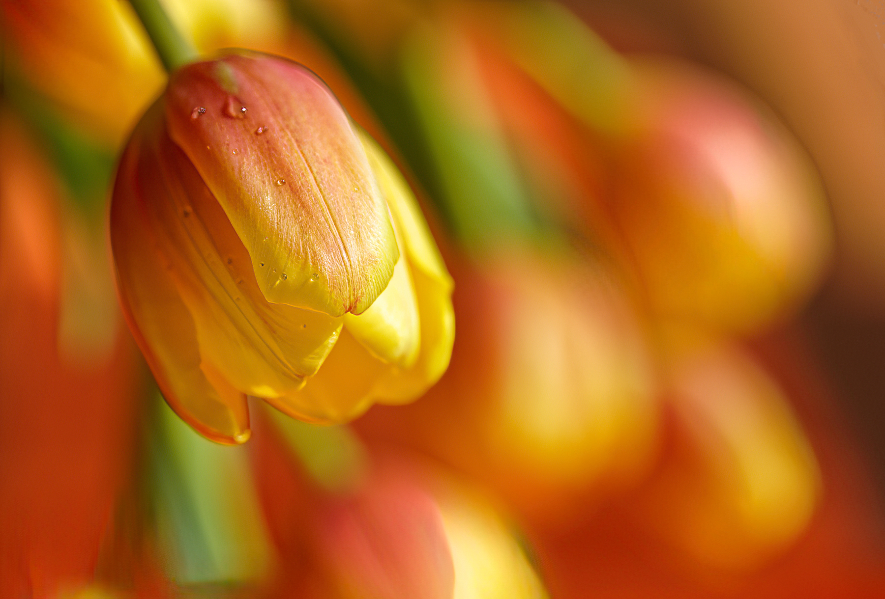 Colorful Spring Tulips.jpeg