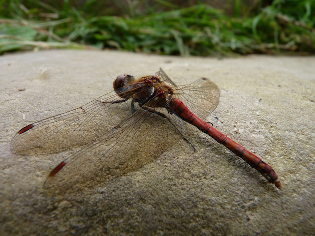 Common darter.jpeg