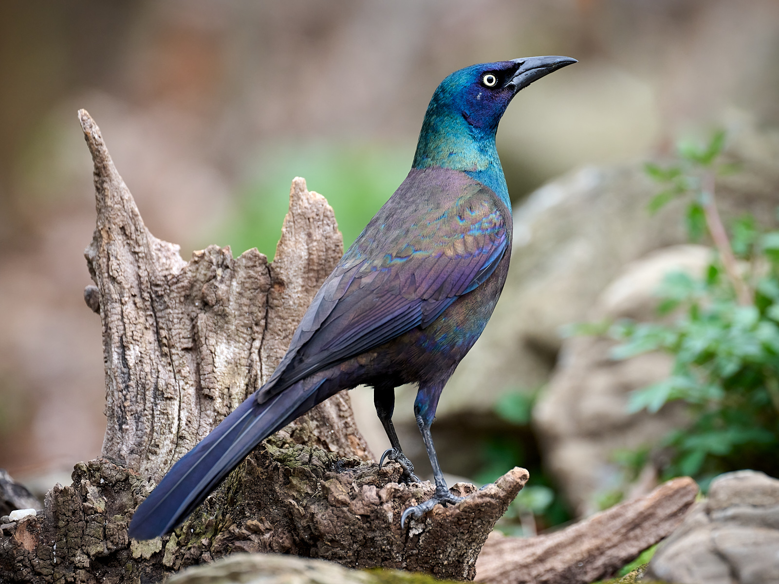 Common Grackle 2.jpg