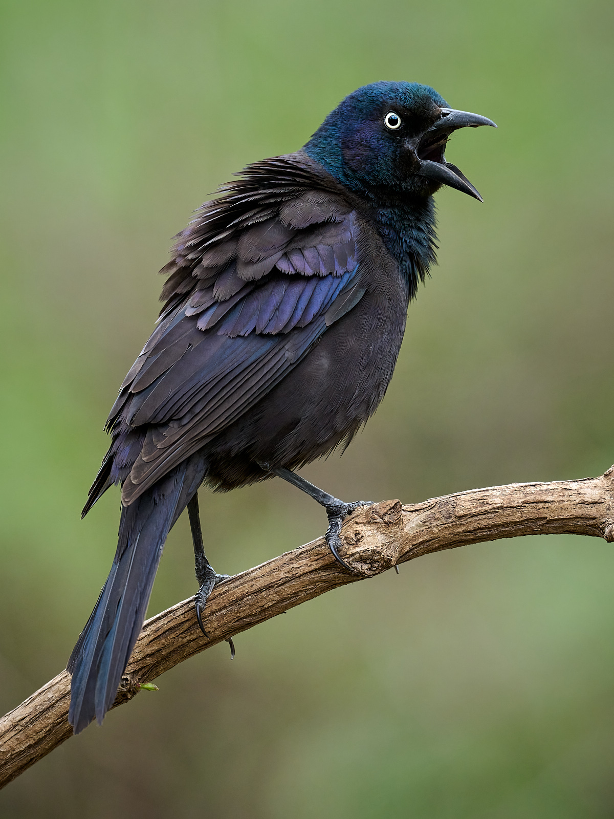 Common Grackle 3.jpg