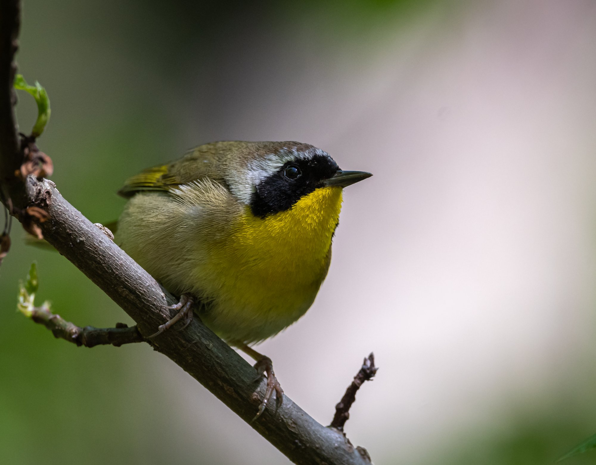 common_yellowthroat_5-10-2020-3.jpg