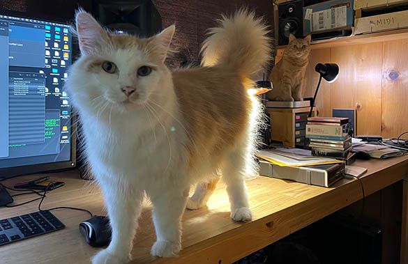 computer_kitties.jpg