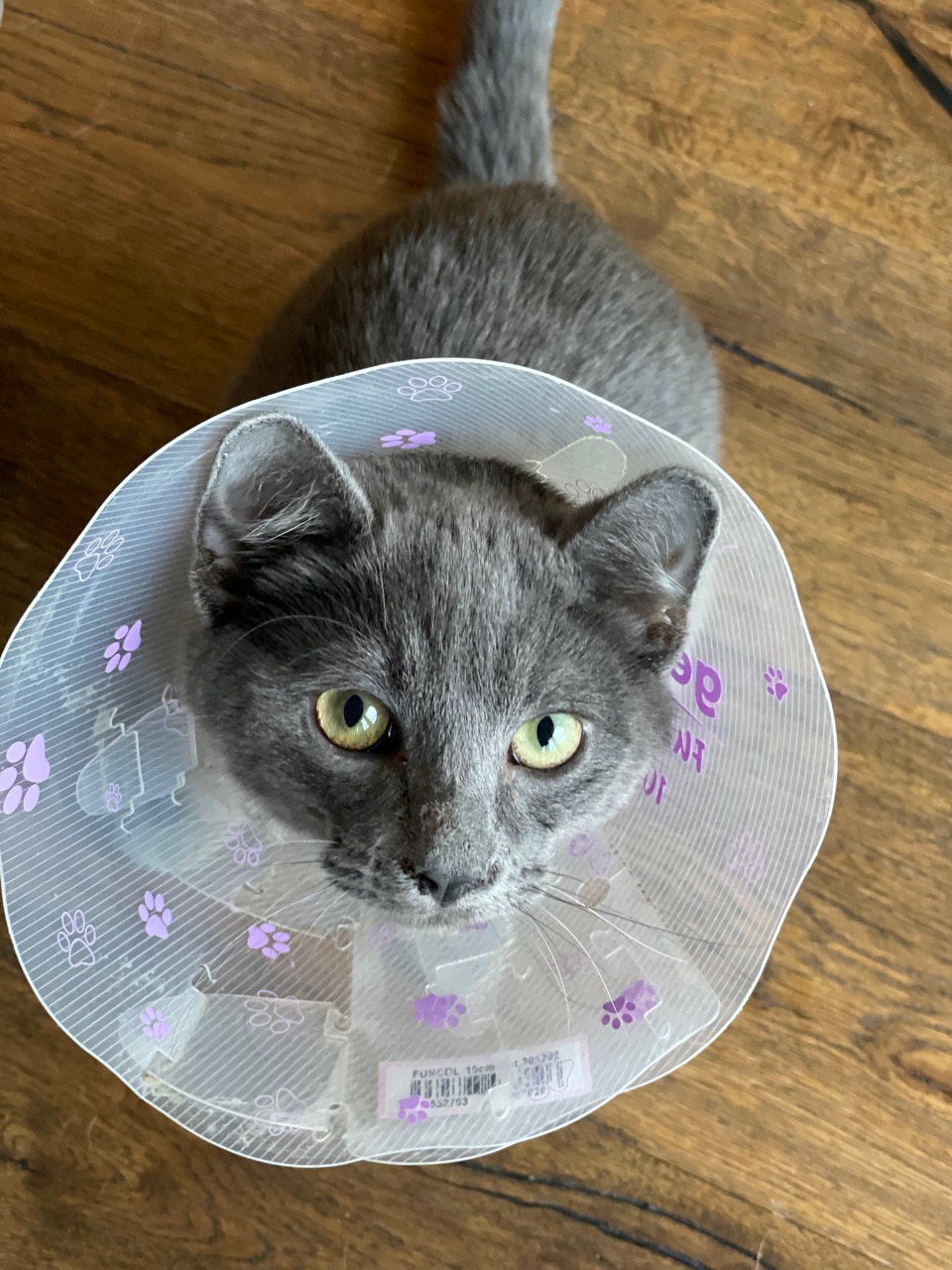 Cone of shame.jpg