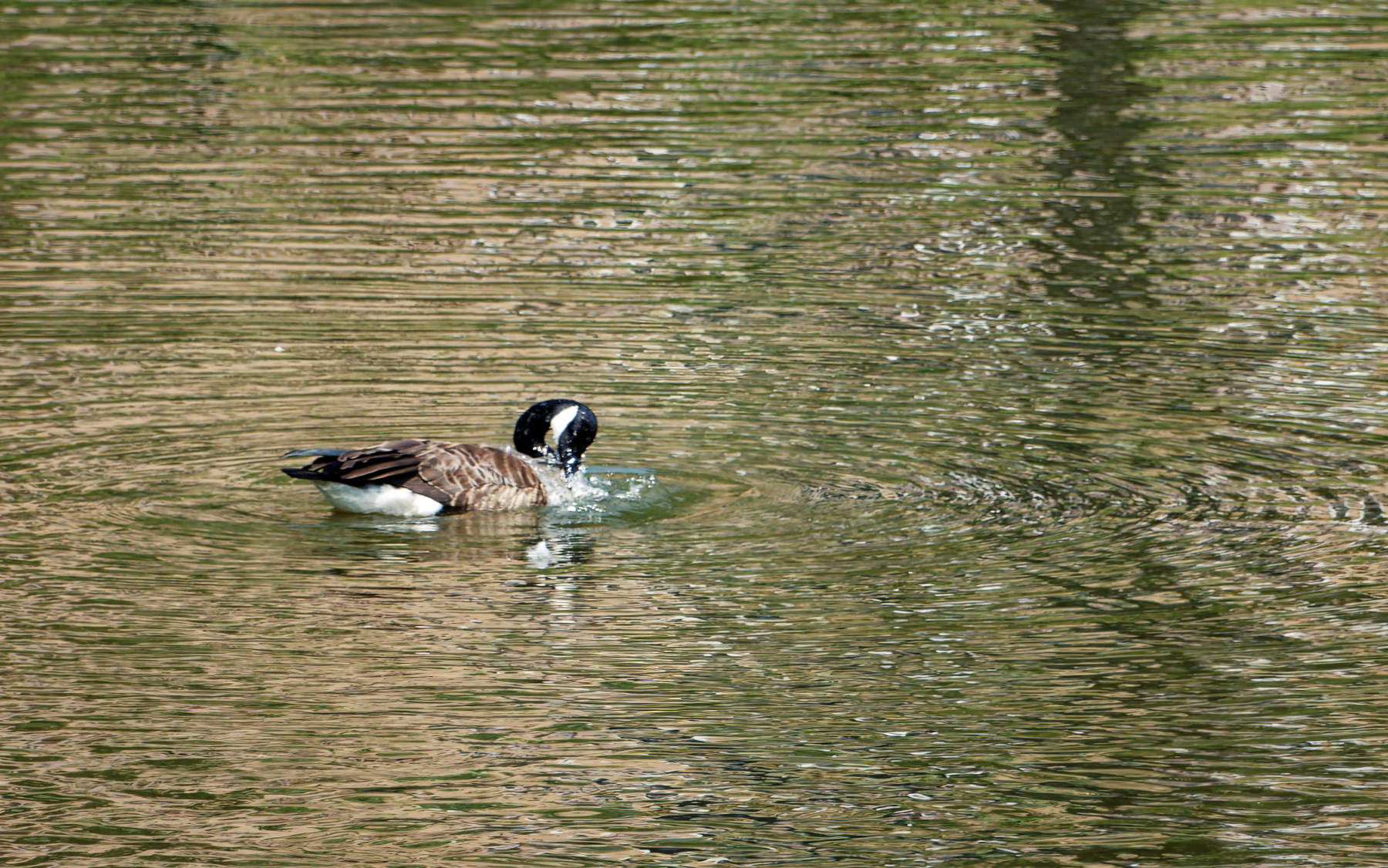 Cooling Off on a Hot August Afternoon.jpeg