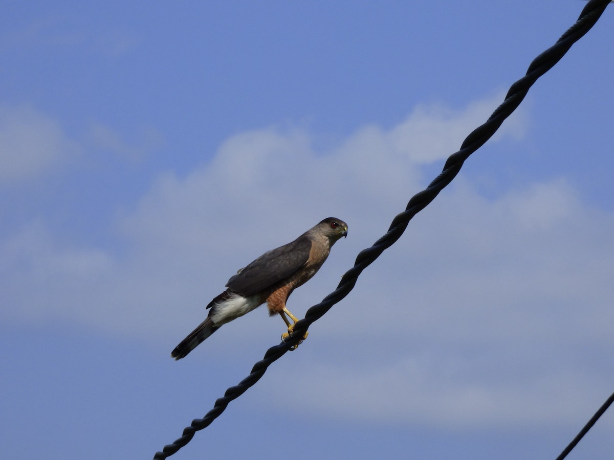 Cooper's hawk.jpeg