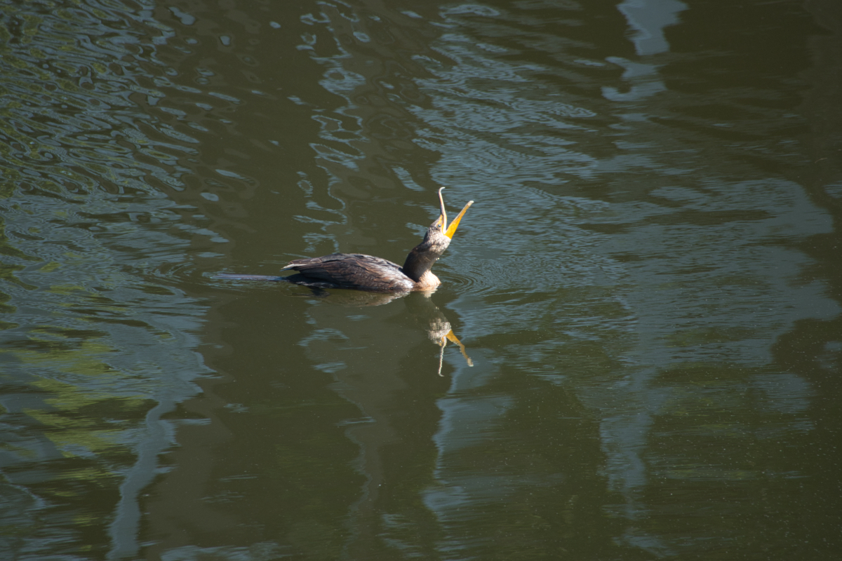 Cormorant 2.jpeg