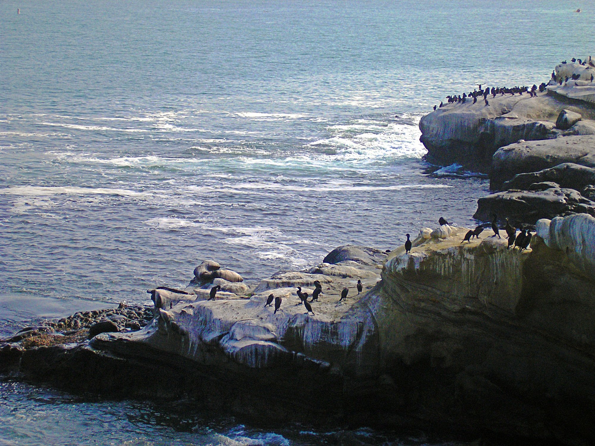 cormorant rock lj cove x.jpg