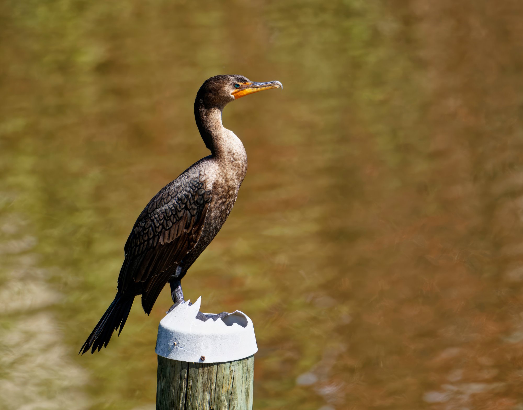 Cormorant Surveying  His Surroundings.jpeg