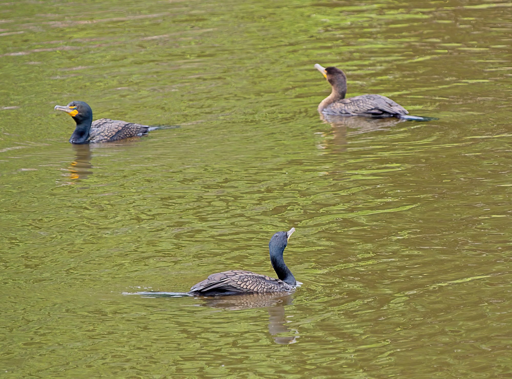 Cormorants Playing The Circle Game.jpeg