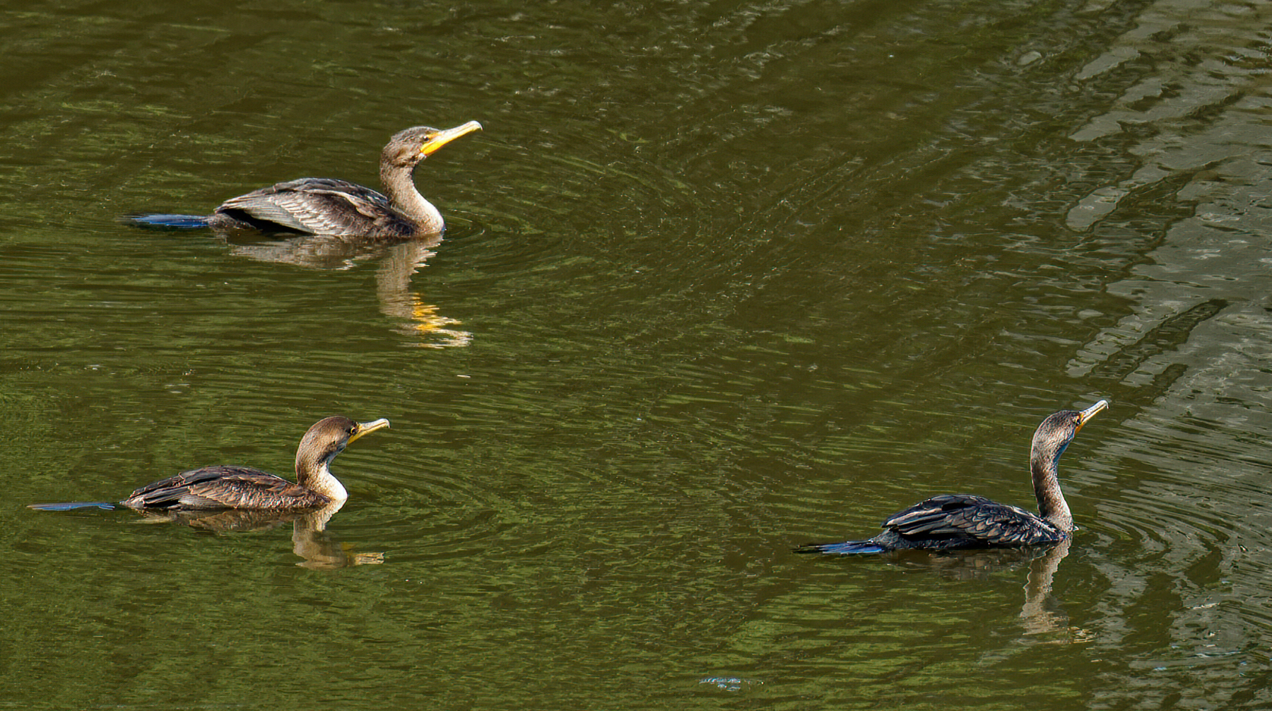 Cormorants Three.jpeg